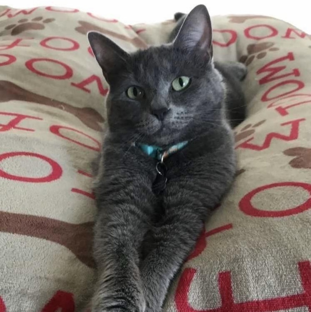 Meet your Posher, Rose